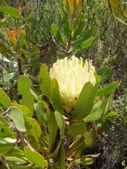 Protea obtusifolia