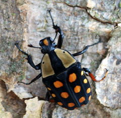 Mecynorhina passerinii