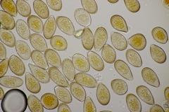 Puccinia graminis