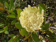 Protea obtusifolia