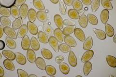 Puccinia graminis