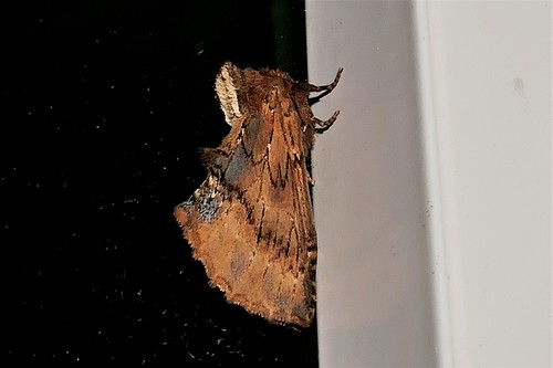 Coxcomb Prominent