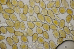 Puccinia graminis