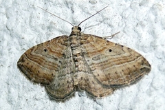Costaconvexa polygrammata