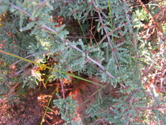 Asparagus capensis capensis