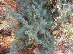 Asparagus capensis capensis