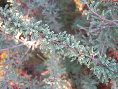 Asparagus capensis capensis