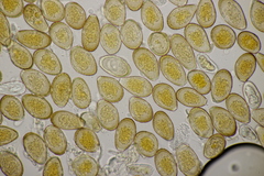 Puccinia graminis