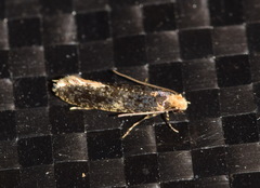 Monopis weaverella