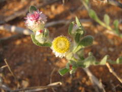 Helichrysum argyrosphaerum
