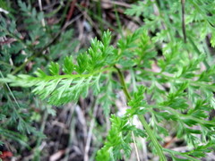 Asplenium adiantum-nigrum solidum