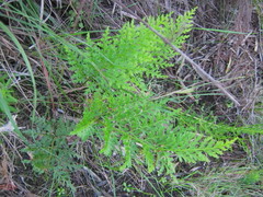 Asplenium adiantum-nigrum solidum