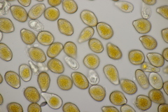 Puccinia graminis