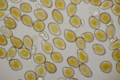 Puccinia graminis