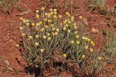 Helichrysum chionosphaerum