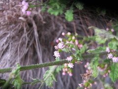 Senecio purpureus