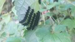 Symbrenthia lilaea formosanus