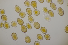 Puccinia graminis