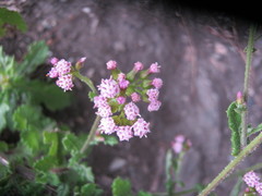 Senecio purpureus