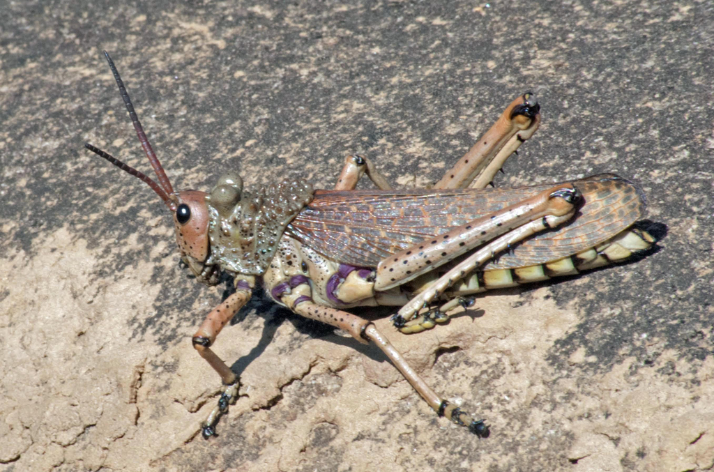 Common Leprous Milkweed Locust From Mondi Pivaanspoort Bivane River