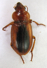 Boeomimetes ephippium
