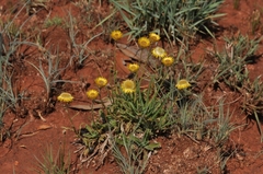 Helichrysum chionosphaerum