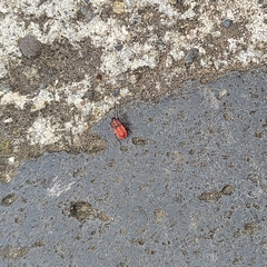 Pyrrhocoris apterus