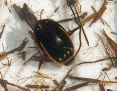Hydaticus exclamationis