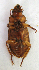 Boeomimetes ephippium