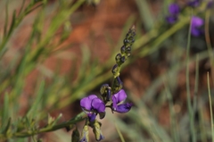 Polygala rehmannii