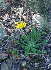 Othonna auriculifolia