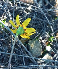 Othonna auriculifolia