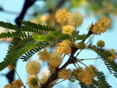 Vachellia robusta robusta