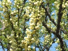 Vachellia robusta robusta