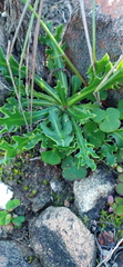 Othonna auriculifolia