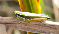 Oxya hyla