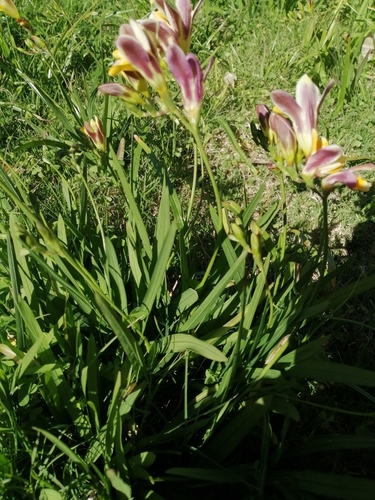 Freesia leichtlinii
