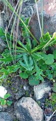 Othonna auriculifolia