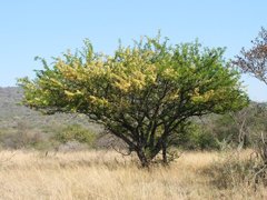 Vachellia robusta robusta