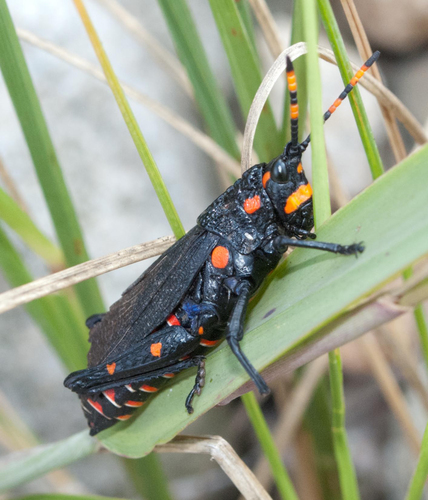 Red-adorned Grasshopper