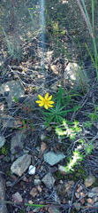 Othonna auriculifolia