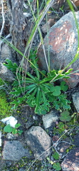 Othonna auriculifolia