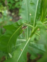 Mitopus morio