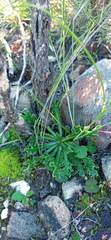 Othonna auriculifolia