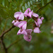 Virgilia oroboides oroboides - Photo (c) Stuart Shearer, algunos derechos reservados (CC BY-NC), subido por Stuart Shearer