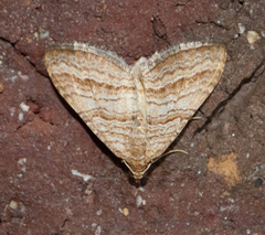 Mimoclystia pudicata