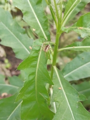 Mitopus morio