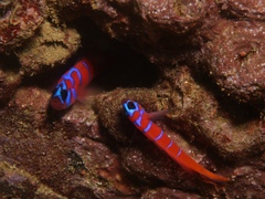 Lythrypnus dalli