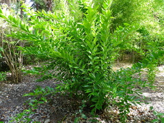 Cocculus laurifolius