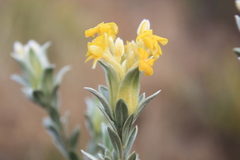 Lasiosiphon burchellii